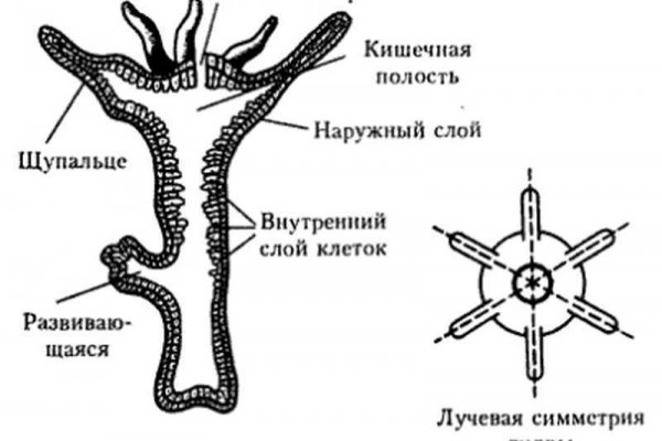 Kra36 cc