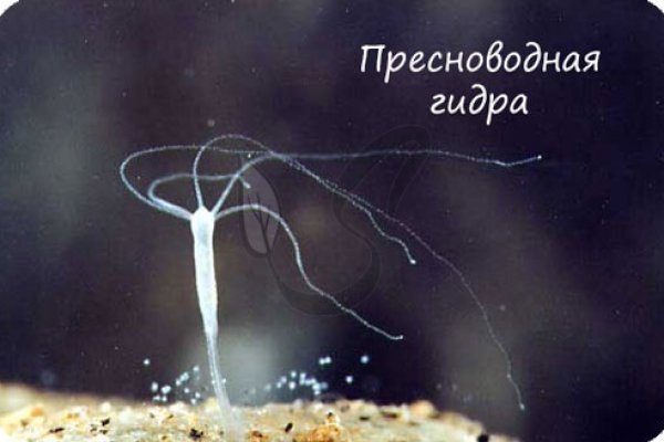 Kraken whitenet market ссылка тор